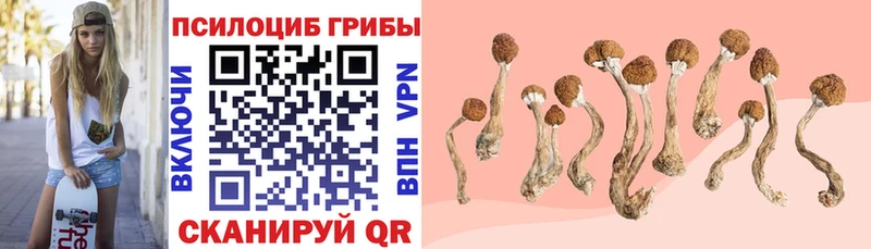 Галлюциногенные грибы Psilocybe  Купить где  Ленск 